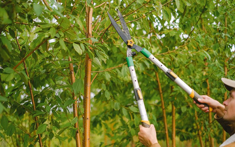 Tree trimming in Osteen, FL